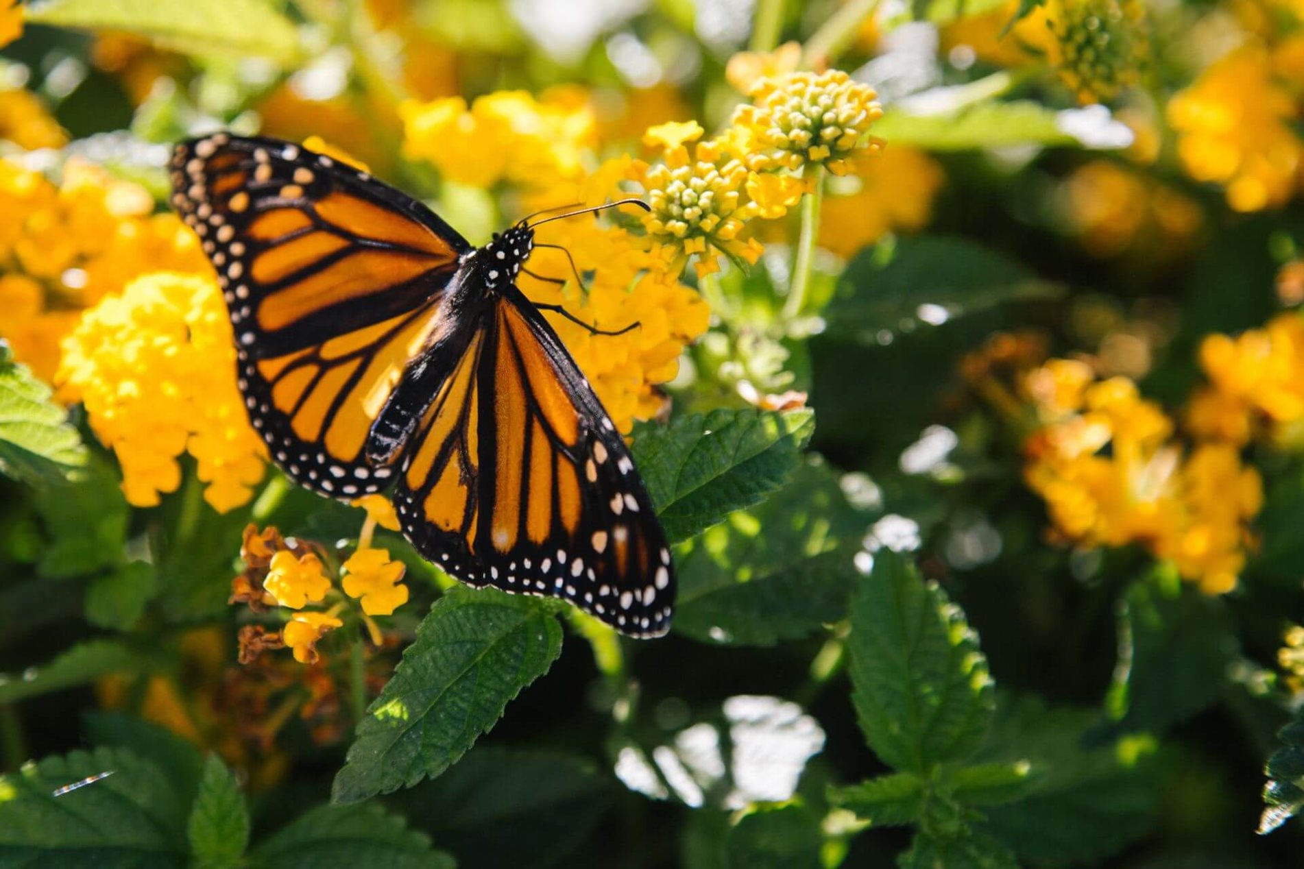 Monarch Butterfly Totals still Down